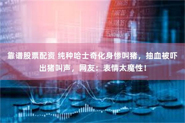 靠谱股票配资 纯种哈士奇化身惨叫猪，抽血被吓出猪叫声，网友：表情太魔性！