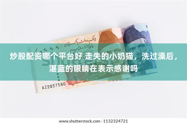 炒股配资哪个平台好 走失的小奶猫，洗过澡后，湛蓝的眼睛在表示感谢吗