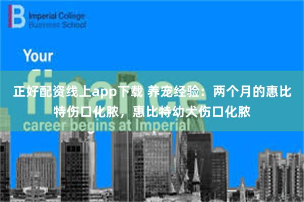 正好配资线上app下载 养宠经验：两个月的惠比特伤口化脓，惠比特幼犬伤口化脓